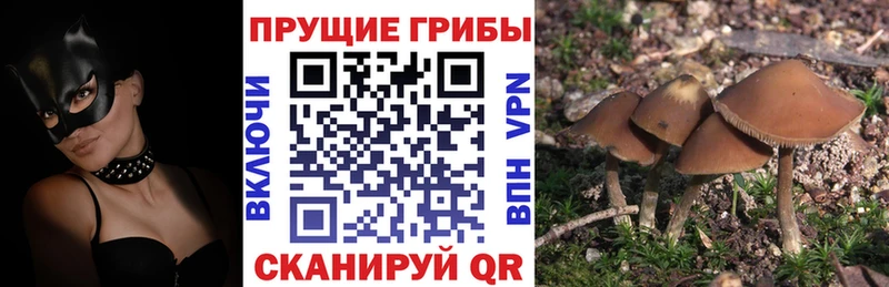 MEGA ССЫЛКА дарк нет как зайти Псилоцибиновые грибы MAGIC MUSHROOMS цена Благовещенск